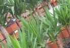 Wollumboolaplant-nursery-10.jpg; ?>