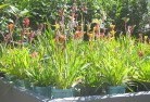 Wollumboolaplant-nursery-17.jpg; ?>