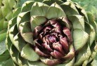 Wollumboolaplant-nursery-1.jpg; ?>