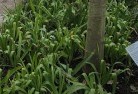 Wollumboolaplant-nursery-23.jpg; ?>